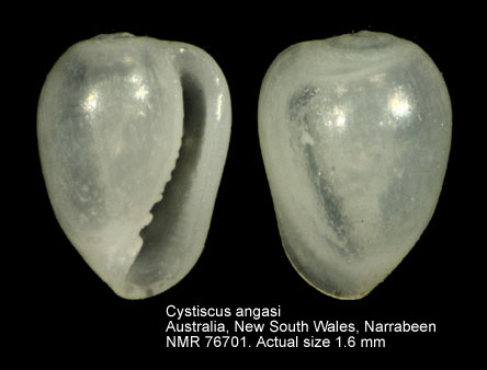 Cystiscus angasi.jpg - Cystiscus angasi(Crosse,1870)